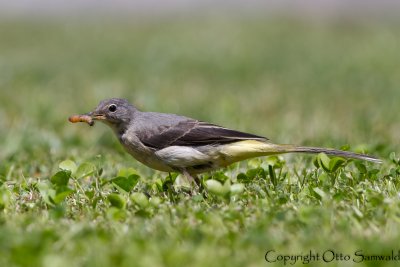 Grey Wagtail - Motacilla cinerea schmitzi