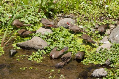 Common Waxbill - Estrilda astrild