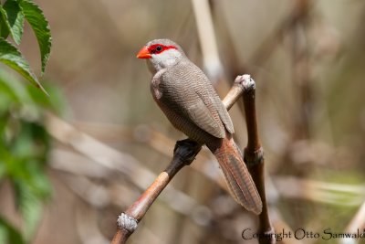 Common Waxbill - Estrilda astrild