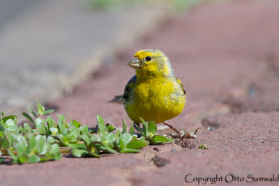 Atlantic Canary - Serinus canaria