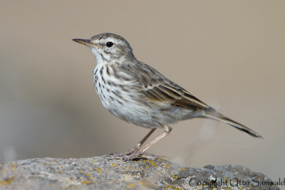 Berthelot´s Pipit - Anthus berthelotii
