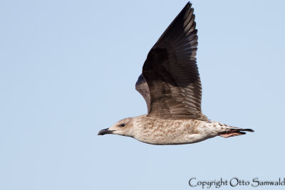 Yellow-legged Gull - Larus michahellis atlantis