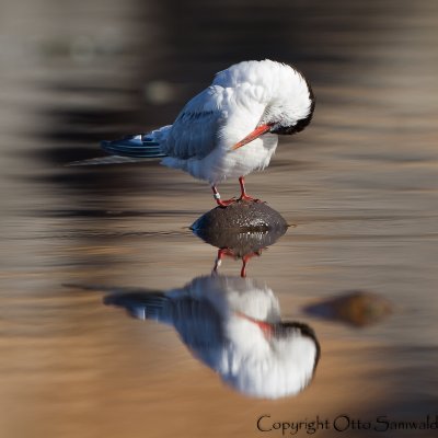 Common Tern - Sterna hirundo