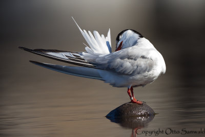 Common Tern - Sterna hirundo