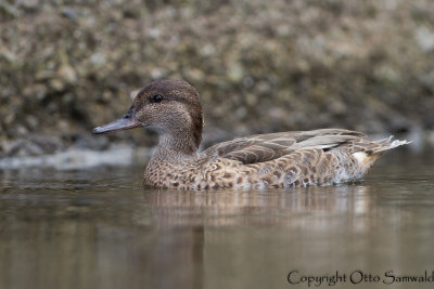 Green-winged Teal - Anas carolinensis