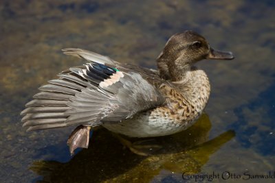 Green-winged Teal - Anas carolinensis