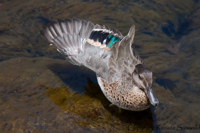 Green-winged Teal - Anas carolinensis