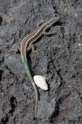 Madeiran Lizard - Teira dugesii