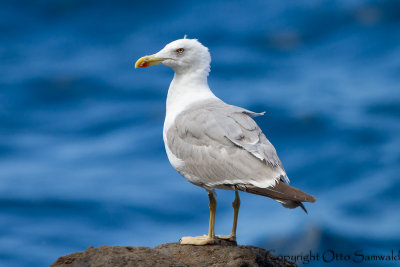 Yellow-legged Gull - Larus michahellis atlantis