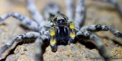 Madeiran Wolf Spider - Lycosa blackwallii