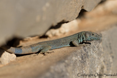 Madeiran Lizard - Teira dugesii