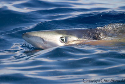 Blue Shark - Prionace glauca