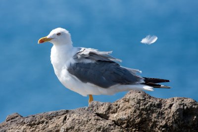 Yellow-legged Gull - Larus michahellis atlantis