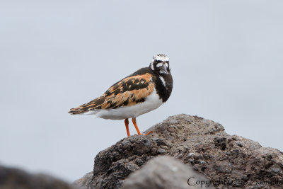 Ruddy Turnstone - Arenaria interpres