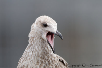 Yellow-legged Gull - Larus michahellis atlantis