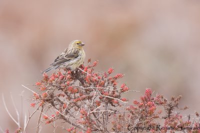 Atlantic Canary - Serinus canaria