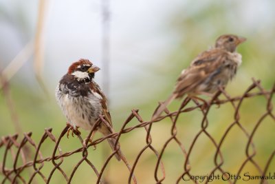 Spanish Sparrow - Passer hispaniolenis