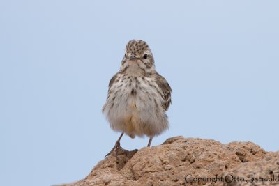 Berthelot´s Pipit - Anthus berthelotii
