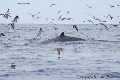 Bryde´s Whale - Balaenoptera edeni