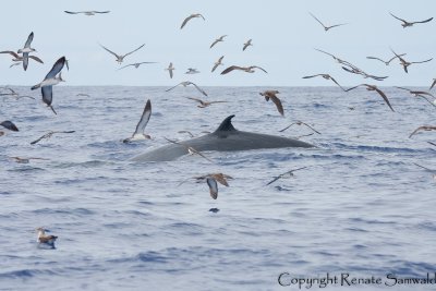 Brydes Whale - Balaenoptera edeni