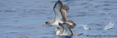 Corys Shearwater - Calonectris borealis