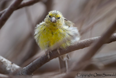 Atlantic Canary - Serinus canaria