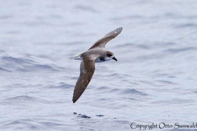 Desertas Petrel - Pterodroma deserta