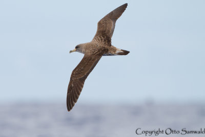 Cory´s Shearwater - Calonectris borealis