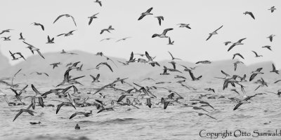 Cory´s Shearwater - Calonectris borealis
