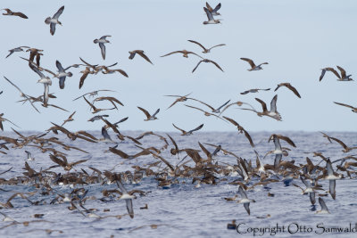 Cory´s Shearwater - Calonectris borealis
