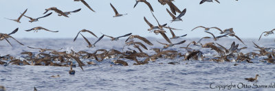 Cory´s Shearwater - Calonectris borealis