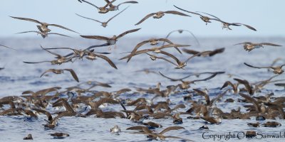 Cory´s Shearwater - Calonectris borealis