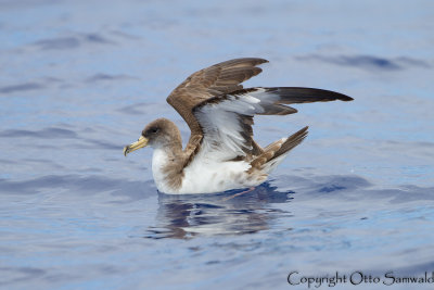 Cory´s Shearwater - Calonectris borealis