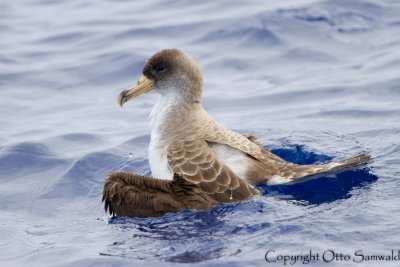 Cory´s Shearwater - Calonectris borealis