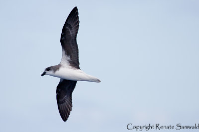 Desertas Petrel - Pterodroma deserta