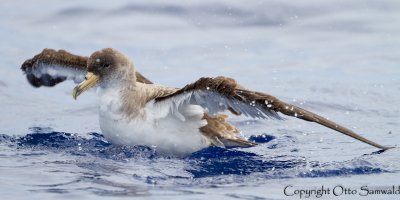 Corys Shearwater - Calonectris borealis