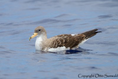 Cory´s Shearwater - Calonectris borealis