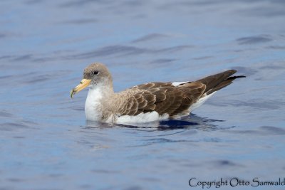 Corys Shearwater - Calonectris borealis