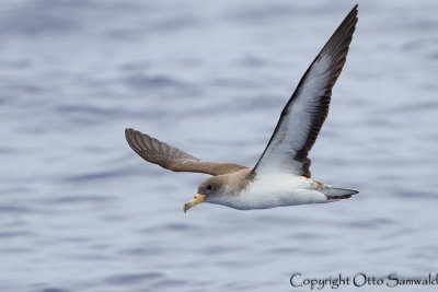 Cory´s Shearwater - Calonectris borealis