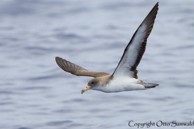 Corys Shearwater - Calonectris borealis