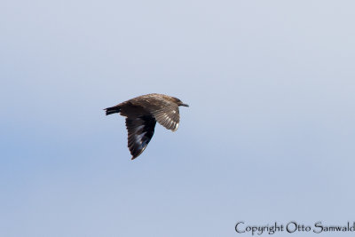 Great Skua - Stercorarius skua