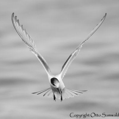 Common Tern - Sterna hirundo