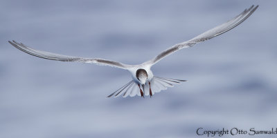 Common Tern - Sterna hirundo