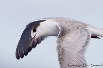 Common Tern - Sterna hirundo