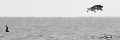 Bulwers´s Petrel & Lesser Black-backed Gull - Bulweria bulwerii & Larus fuscus graellsii