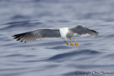 Lesser Black-backed Gull - Larus fuscus graellsii