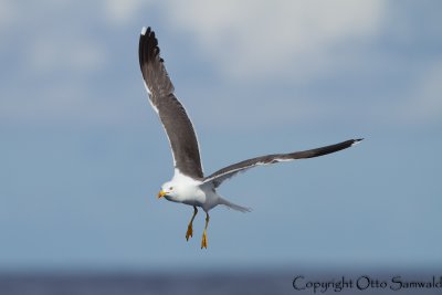 Lesser Black-backed Gull - Larus fuscus graellsii