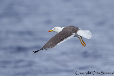 Lesser Black-backed Gull - Larus fuscus graellsii