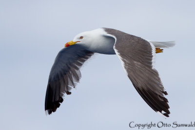 Lesser Black-backed Gull - Larus fuscus graellsii