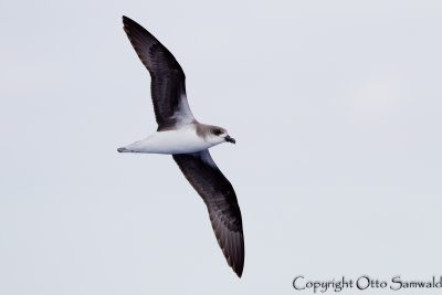 Desertas Petrel - Pterodroma deserta